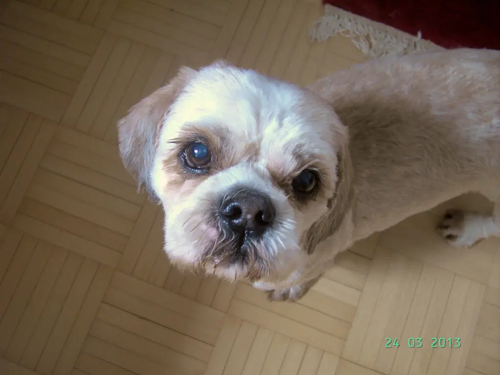 Condolence image of Marika mit Balou und Hippo im Herzen