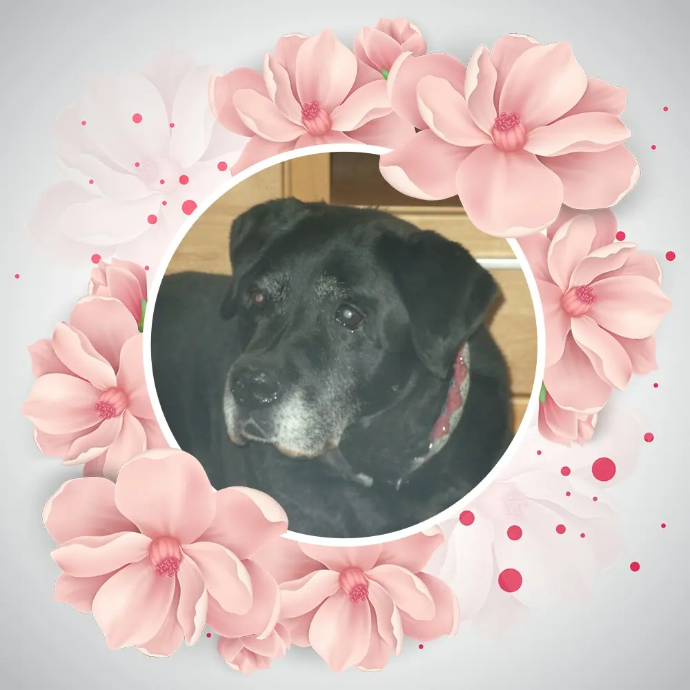 Condolence image of ❤️❤️❤️