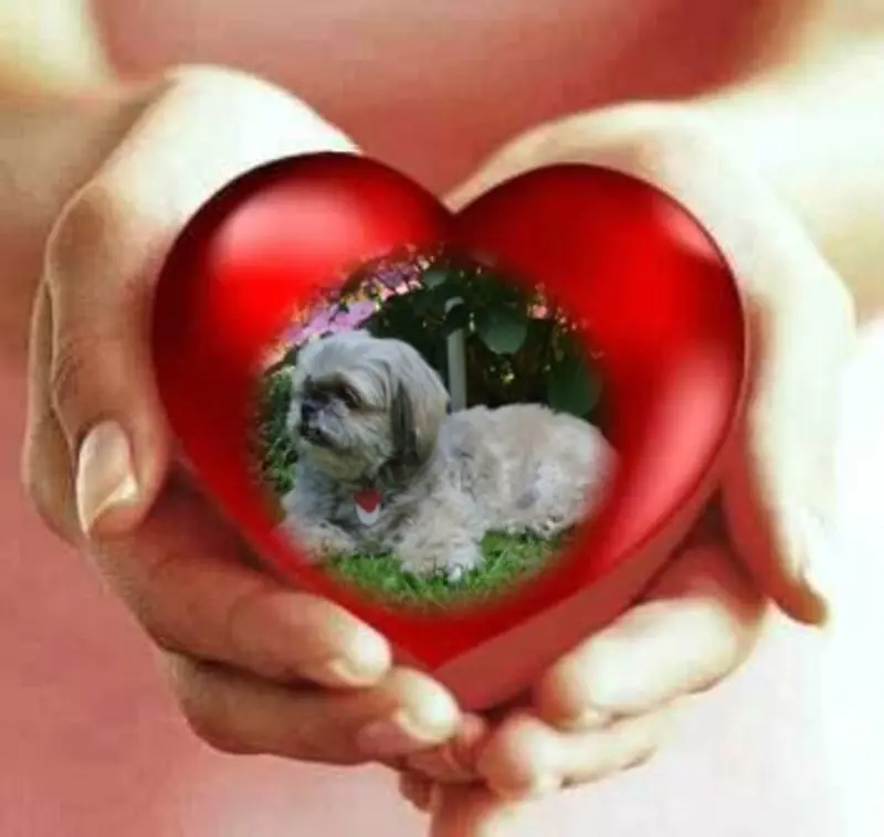 Condolence image of Kathrin mit Susi im Herzen