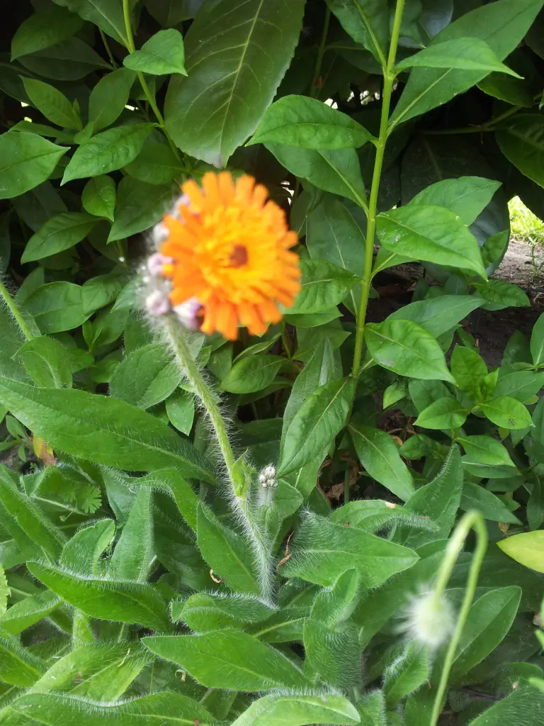 Condolence image of Ilse mit Gismo, Fee und Minna im Herzen