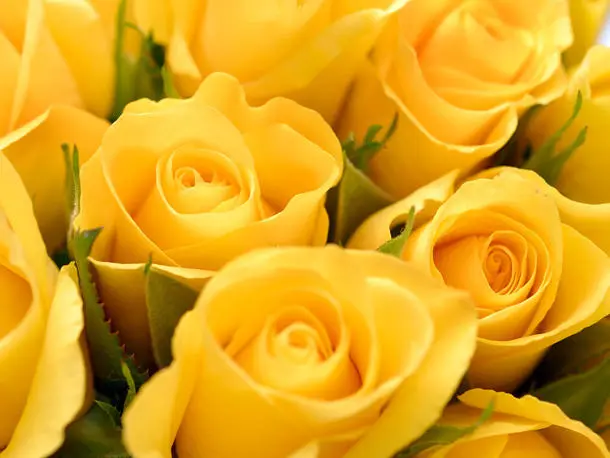 Condolence image of Brigitta