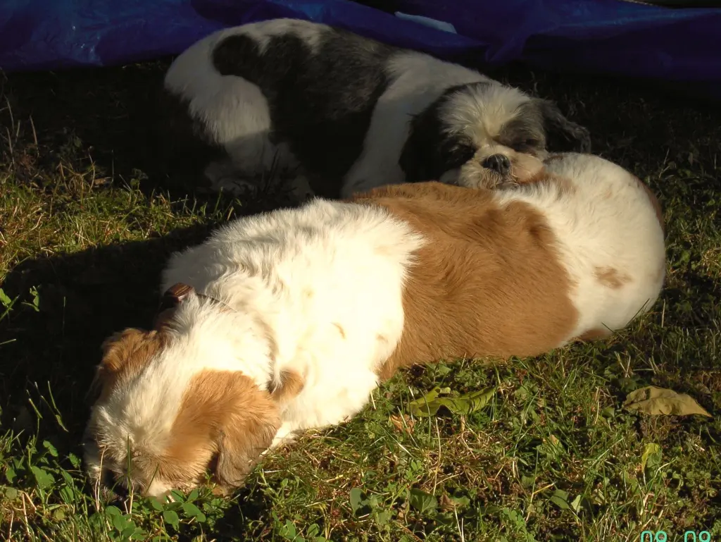 Condolence image of Marika mit Balou und Hippo im Herzen