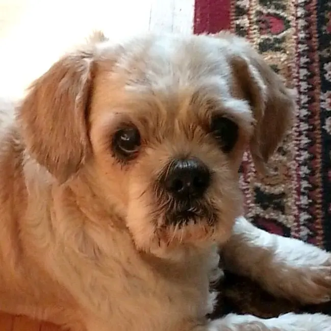 Condolence image of Marika mit Balou und Hippo im Herzen