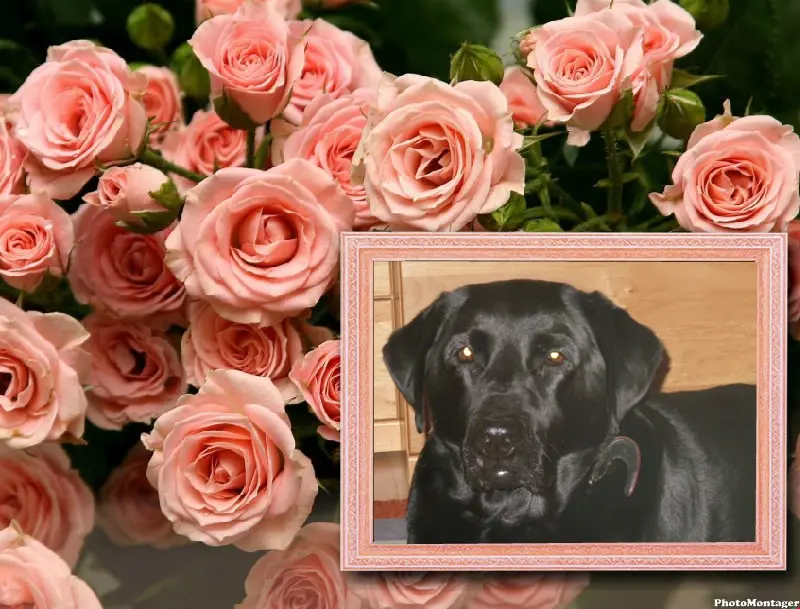 Condolence image of ❤️❤️❤️