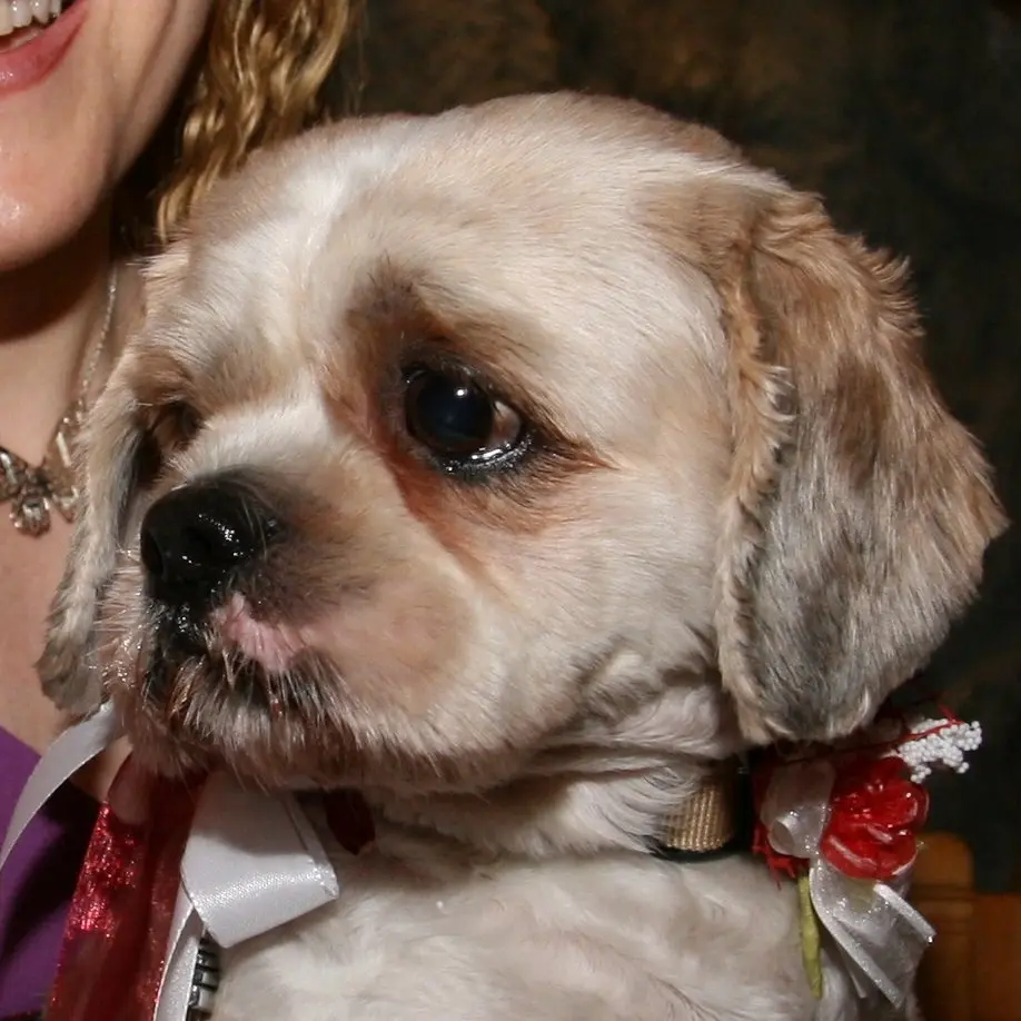Condolence image of Marika mit Balou und Hippo im Herzen
