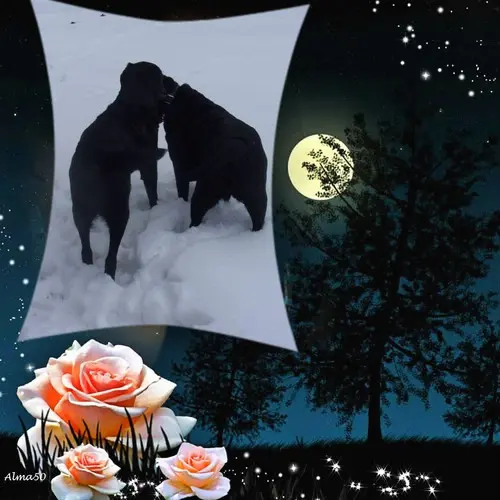 Condolence image of ❤️❤️❤️