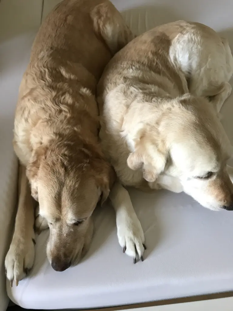 Condolence image of Brigitta