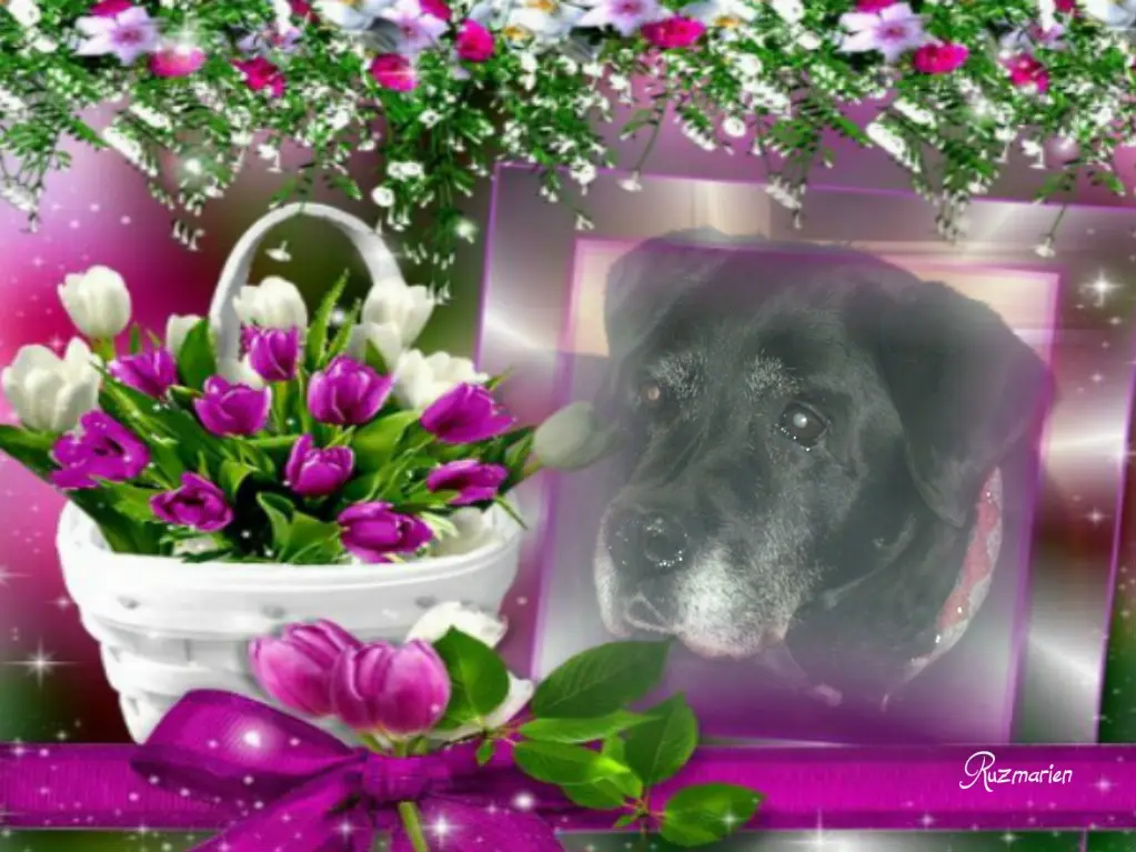 Condolence image of ❤️❤️❤️Nele❤️❤️❤️