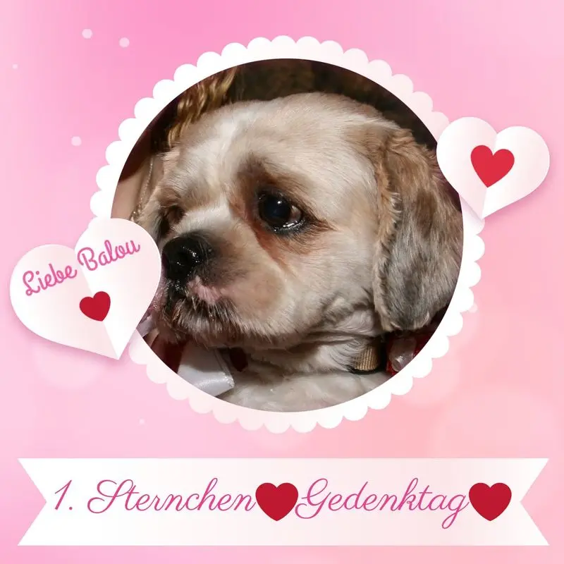 Condolence image of Marika mit Balou und Hippo im Herzen