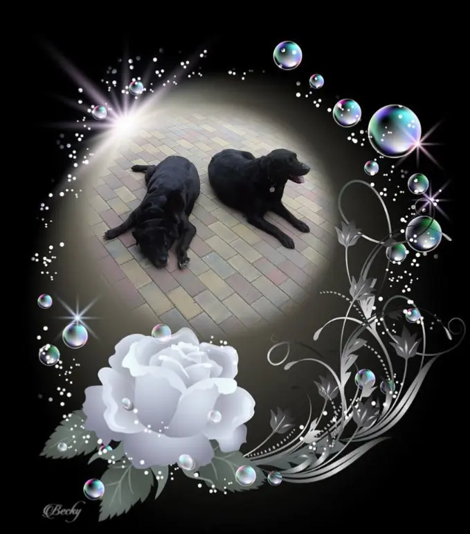 Condolence image of ❤️❤️❤️