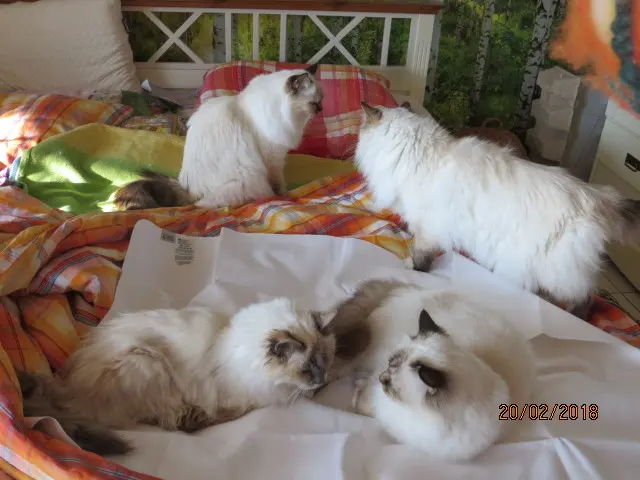 Condolence image of Uschi mit Seelenkatzen Jojo und Merlin