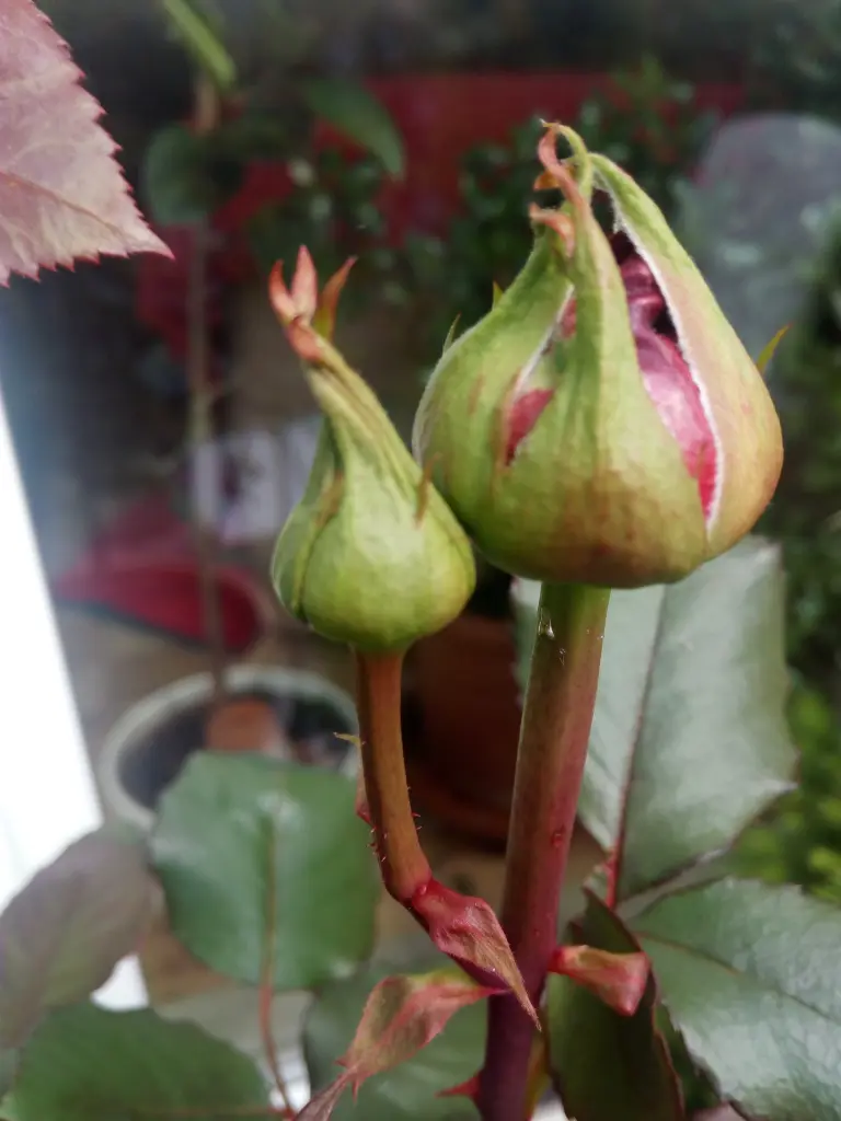 Condolence image of Die Rosen Nach 14 Tagen