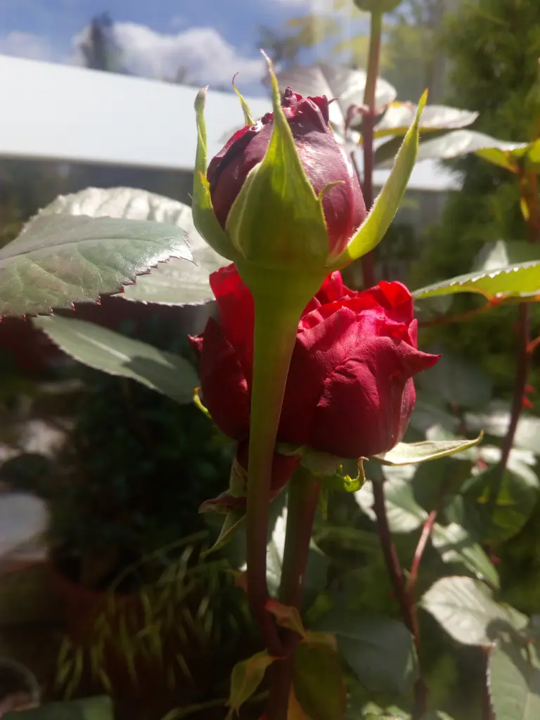 Condolence image of Marika mit Balou und Hippo im Herzen