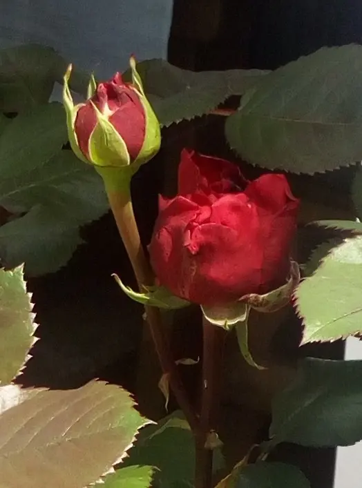 Condolence image of Marika mit Balou und Hippo im Herzen