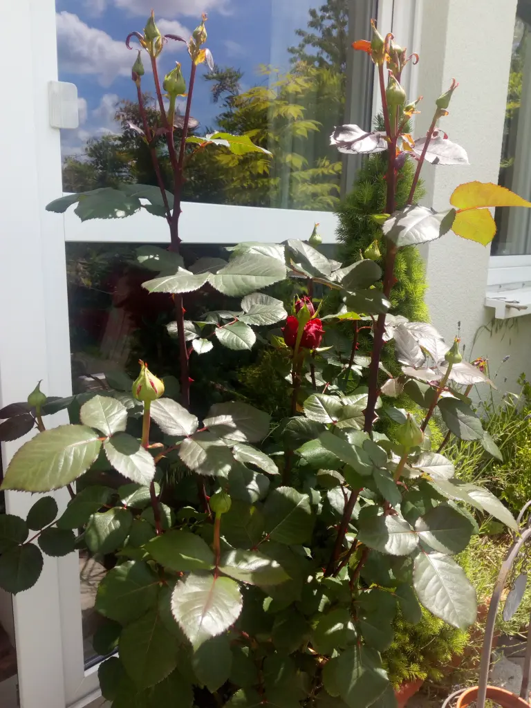 Condolence image of Marika mit Balou und Hippo im Herzen