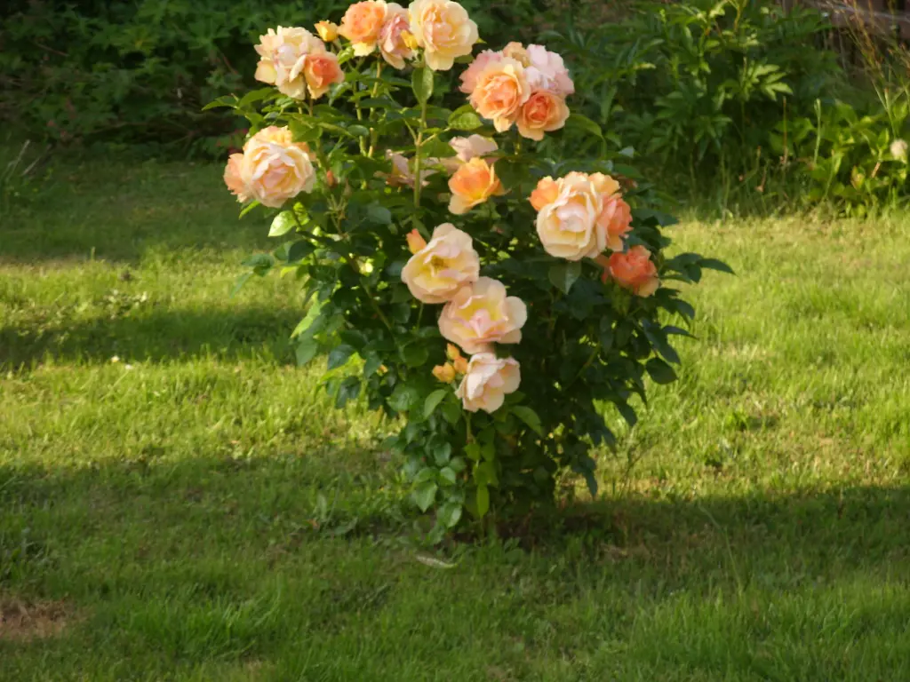 Condolence image of Unbekannt