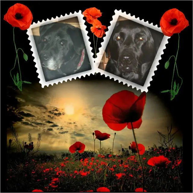 Condolence image of ❤️❤️❤️