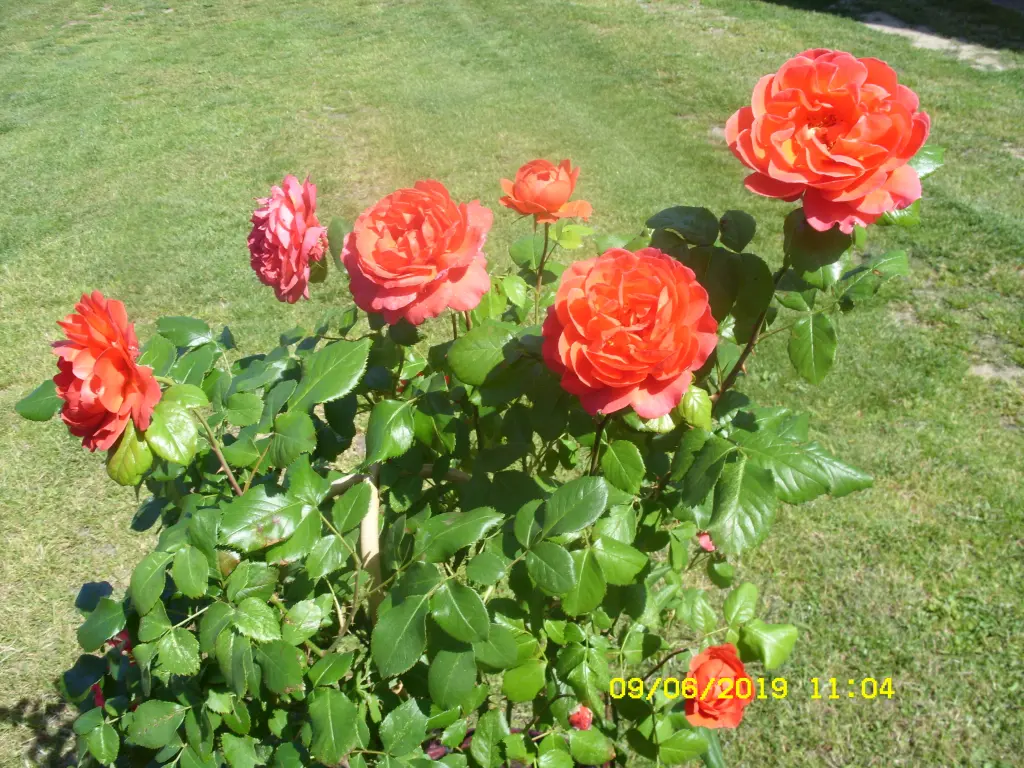 Condolence image of Unbekannt