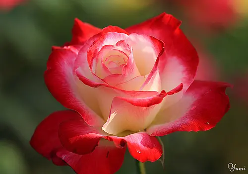 Condolence image of Brigitta