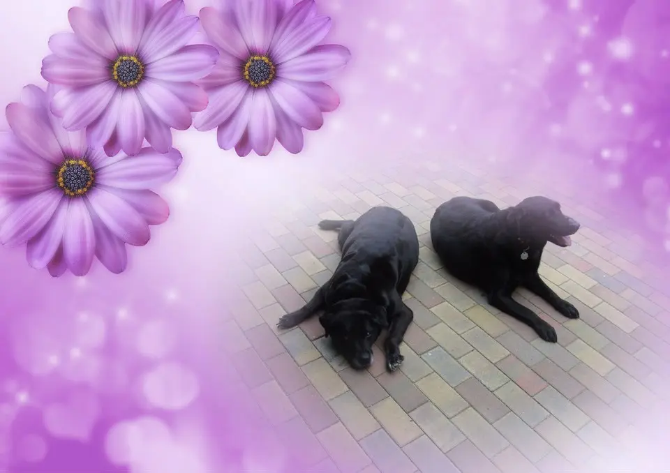 Condolence image of ❤️❤️❤️