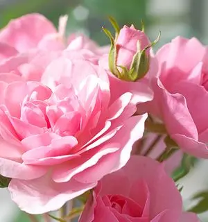 Condolence image of Brigitta