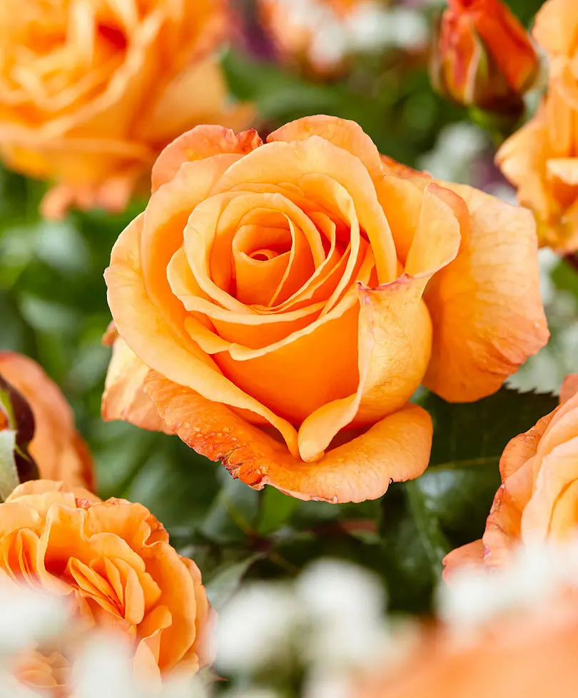 Condolence image of Brigitta