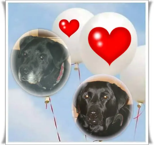 Condolence image of ❤️❤️❤️