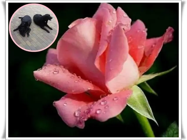 Condolence image of ❤️❤️❤️