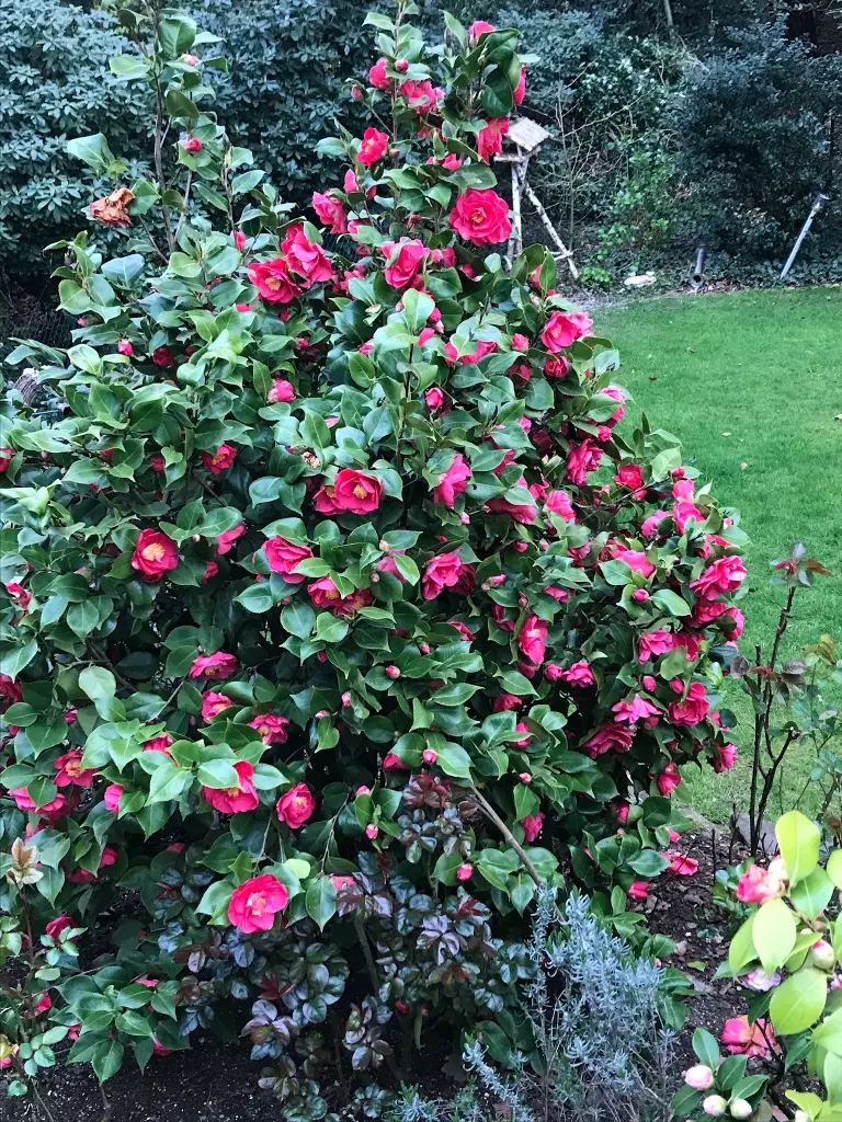 Condolence image of Brigitta