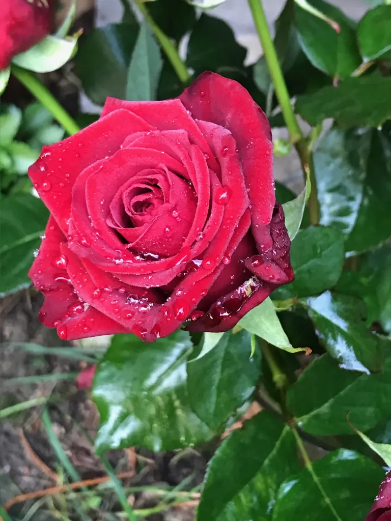 Condolence image of Brigitta