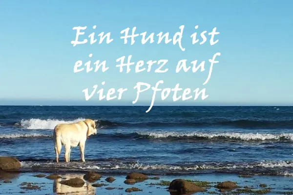 Condolence image of Marika mit Balou und Hippo im Herzen