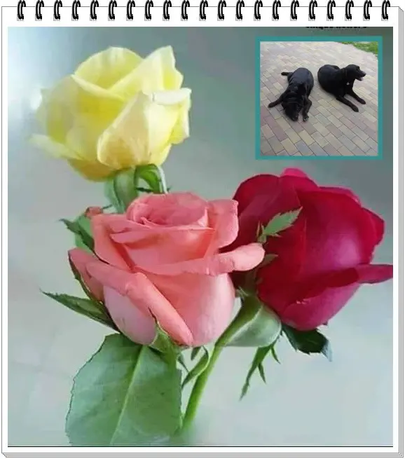 Condolence image of ❤️❤️❤️