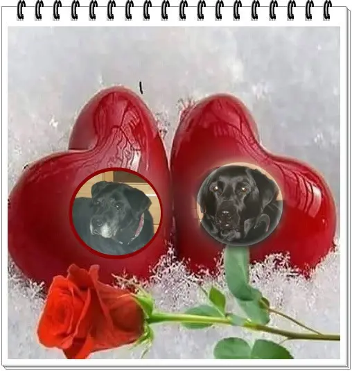 Condolence image of ❤️❤️❤️