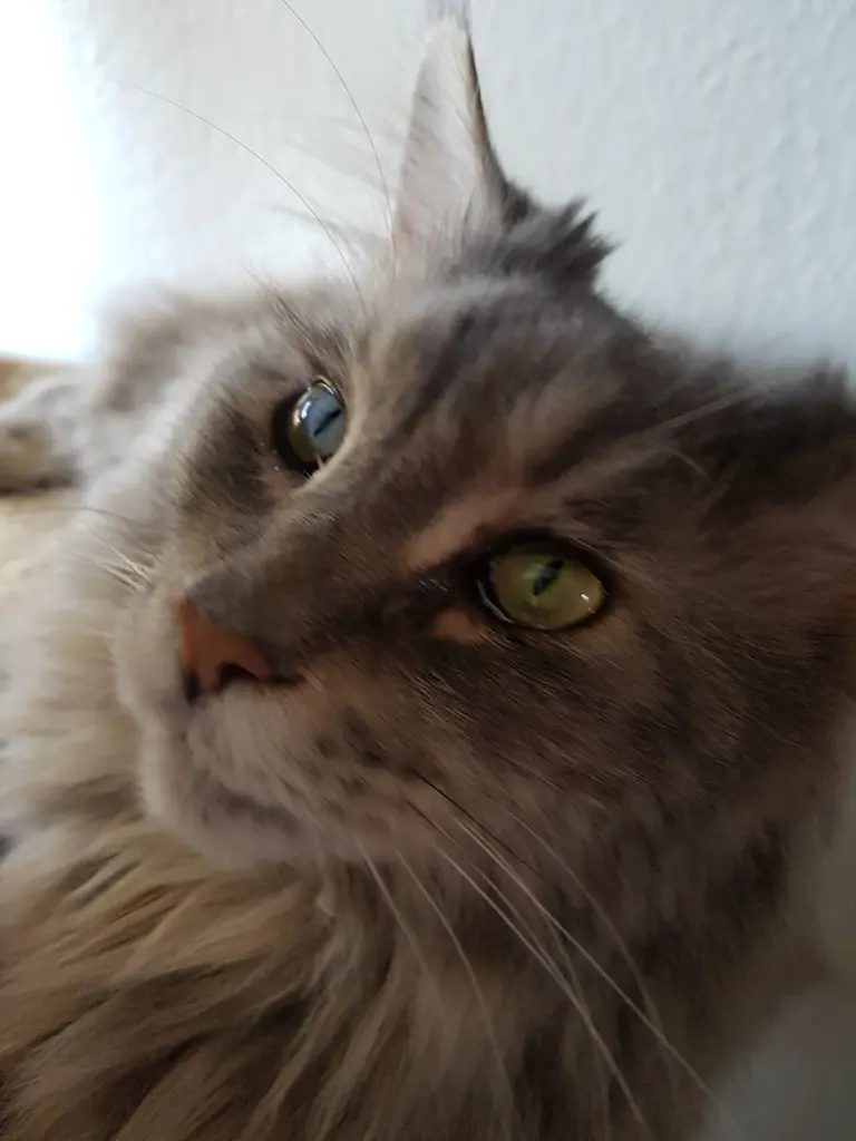 Condolence image of Brigitta mit Sam