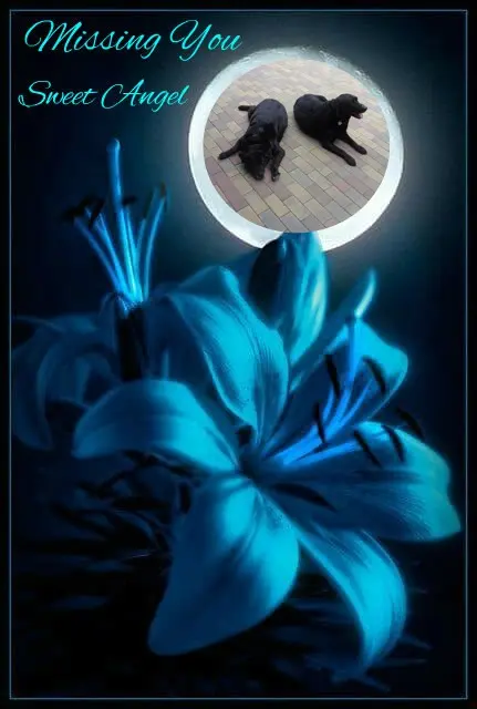 Condolence image of ❤️❤️❤️