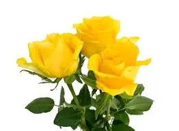 Condolence image of Brigitta