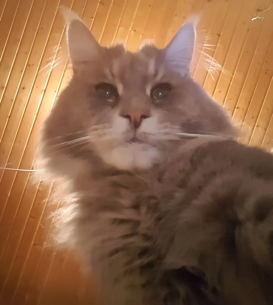 Condolence image of Brigitta mit Sam