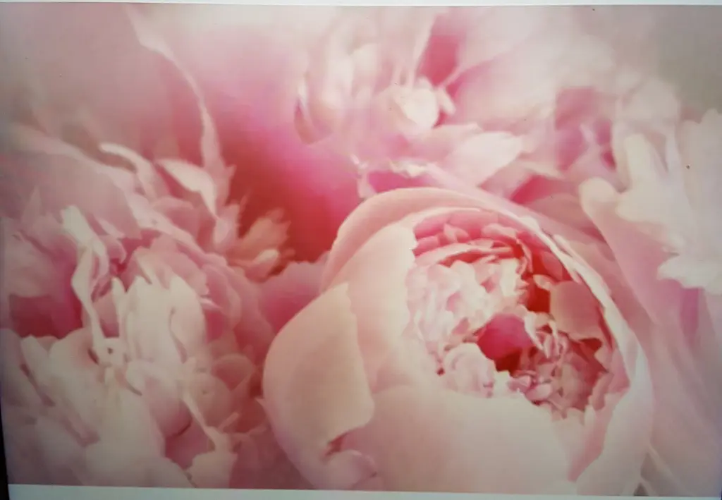 Condolence image of Brigitta mit Sam † 13.6.19