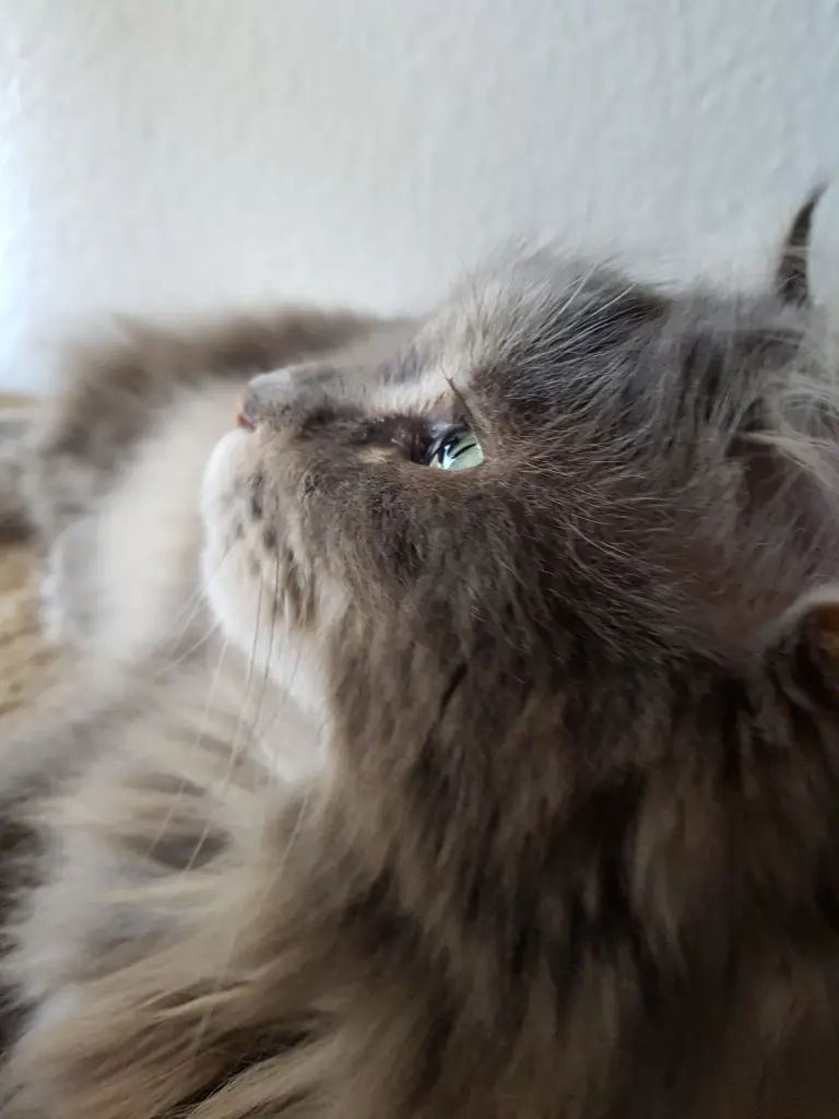 Condolence image of Brigitta mit Sam † 13.6.19