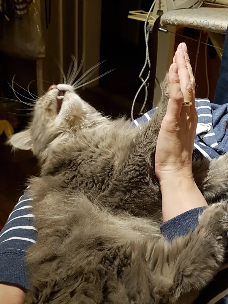 Condolence image of Brigitta mit Sam † 13.6.19