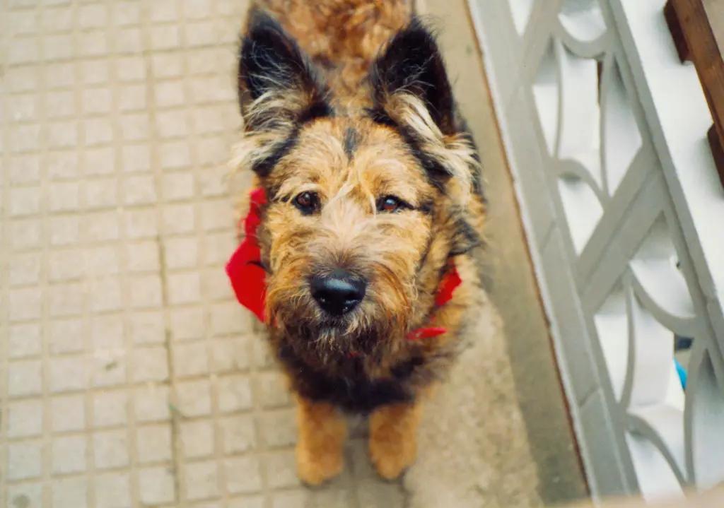 Condolence image of Brigitta mit Sam † 13.6.19