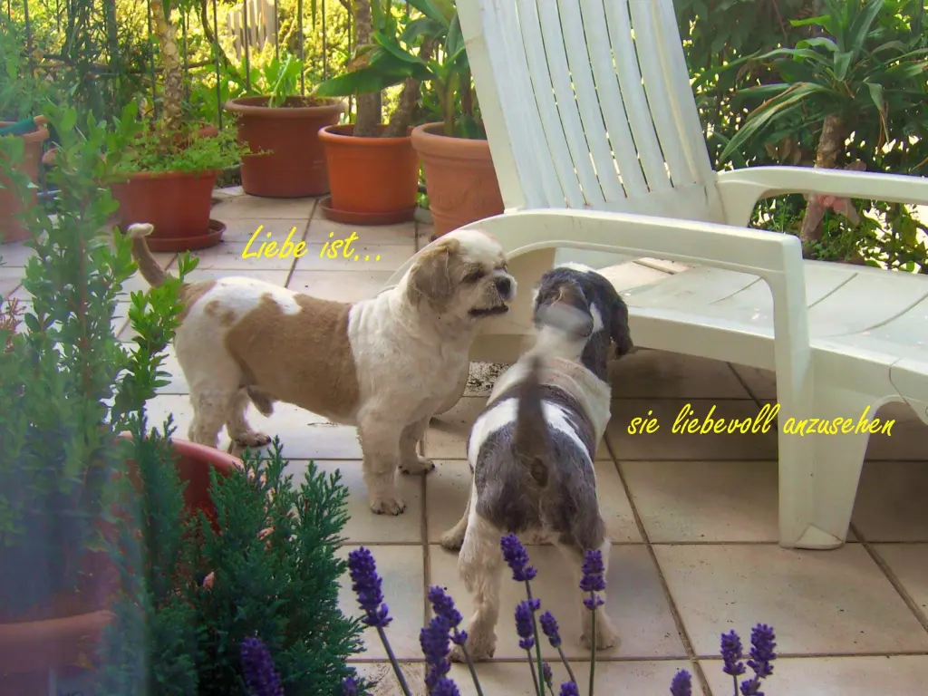 Condolence image of Marika mit Balou und Hippo im Herzen