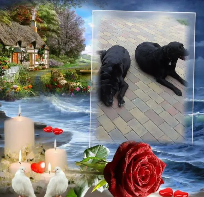 Condolence image of ❤️❤️❤️