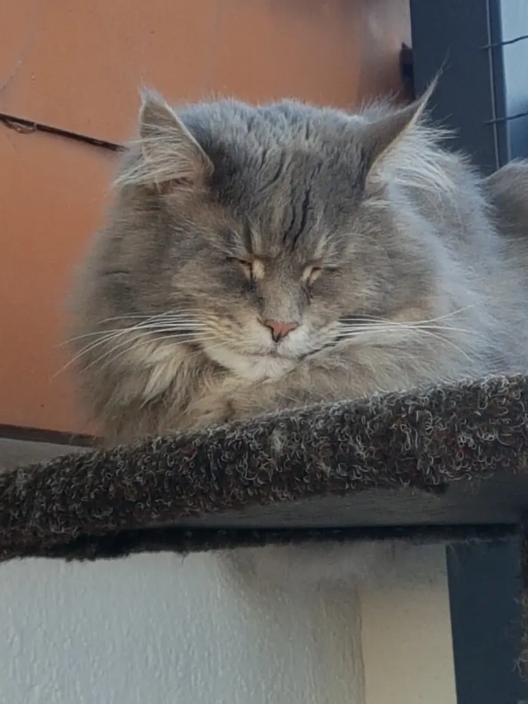 Condolence image of Brigitta mit Sam † 13.6.19