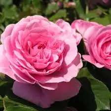 Condolence image of Brigitta