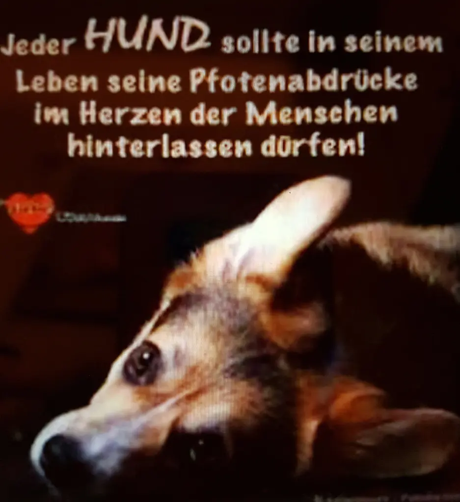 Condolence image of Brigitta mit Sam † 13.6.19