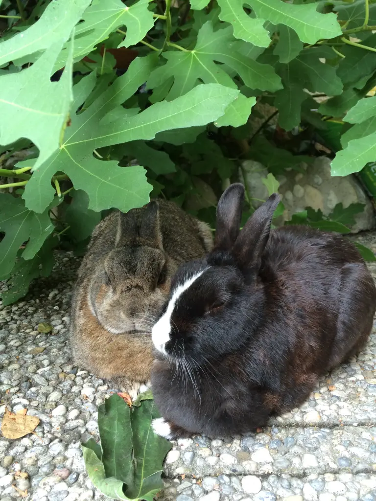 Condolence image of Rosen für Nele & Lara