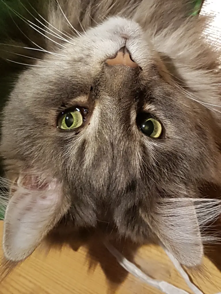 Condolence image of Brigitta mit Sam † 13.6.19