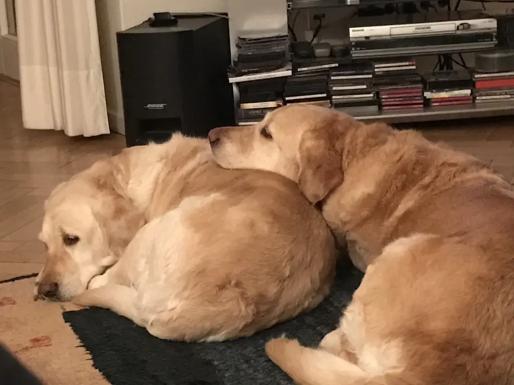 Condolence image of Brigitta