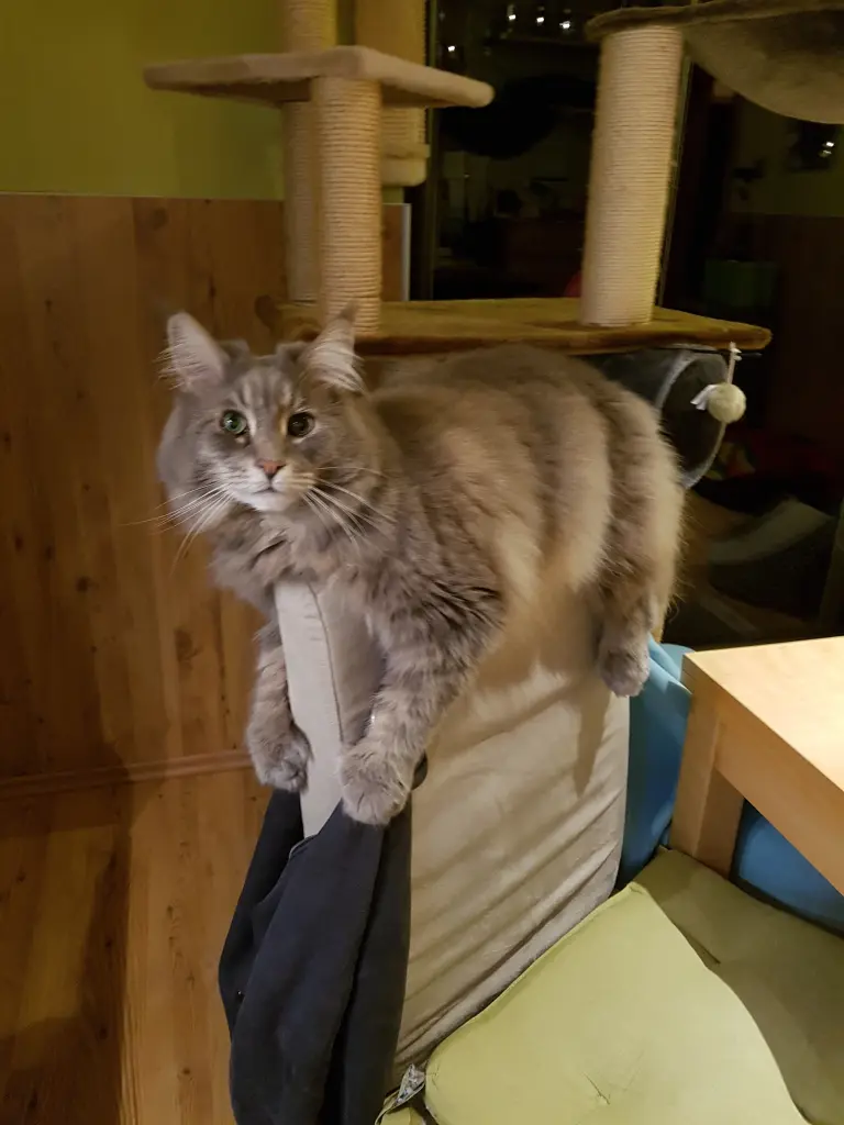 Condolence image of Brigitta mit Sam † 13.6.19